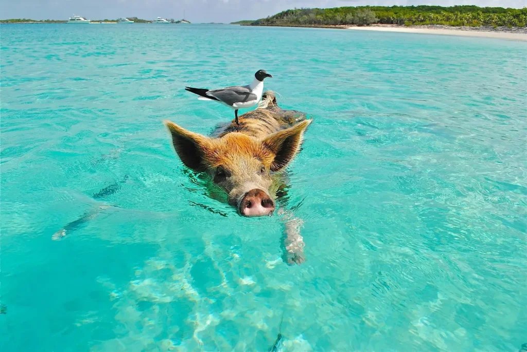 Bahamas Travel Guide