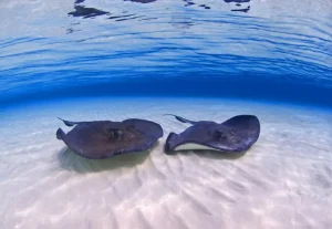 Adventure tour company in the Cayman Islands