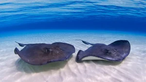 Adventure tour company in the Cayman Islands