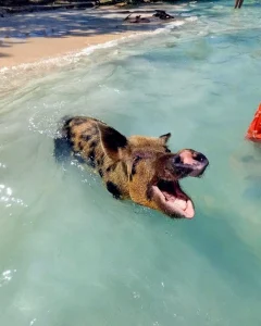 Bahamas travel experience platform