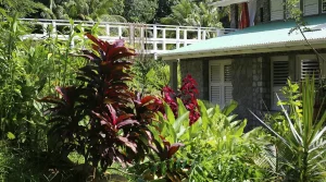 Unique rustic experience in Dominica